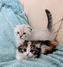 Munchkin/Fold ragdoll/BS Kittens - Photo 5