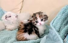 Munchkin/Fold ragdoll/BS Kittens - Photo 6