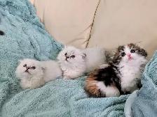 Munchkin/Fold ragdoll/BS Kittens - Photo 7