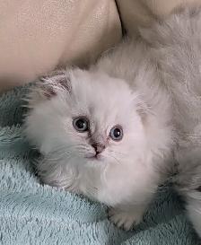 Munchkin/Fold ragdoll/BS Kittens - Photo 8
