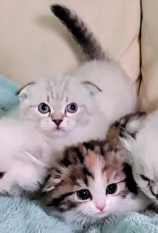 Munchkin/Fold ragdoll/BS Kittens - Photo 9