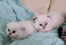 Munchkin/Fold ragdoll/BS Kittens - Photo 10