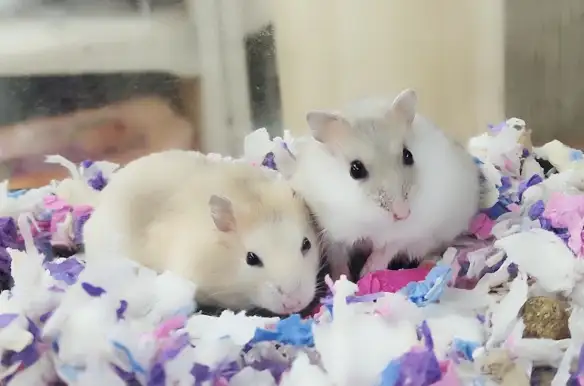 hamster nain winter white