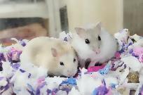 hamster nain winter white