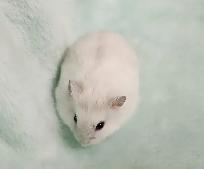 hamster nain winter white - Photo 2