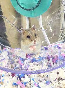 hamster nain winter white - Photo 3