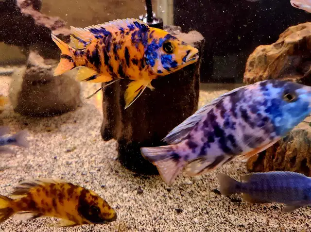 ob peacock males 3'-4'