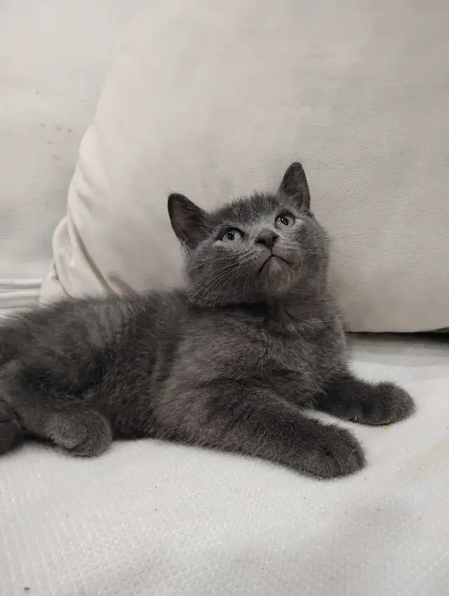 Chaton Blue Russe Hypoallergene