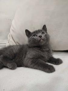 Chaton Blue Russe Hypoallergene