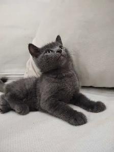 Chaton Blue Russe Hypoallergene - Photo 2