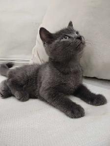 Chaton Blue Russe Hypoallergene - Photo 3