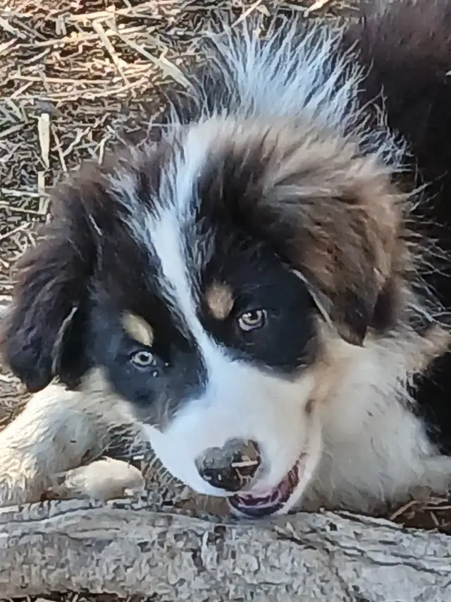 Sweetest Australian Shepherd pup
