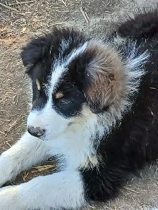 Sweetest Australian Shepherd pup - Photo 2