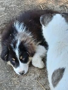 Sweetest Australian Shepherd pup - Photo 3