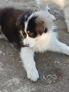 Sweetest Australian Shepherd pup - Photo 4