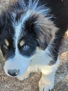 Sweetest Australian Shepherd pup - Photo 5