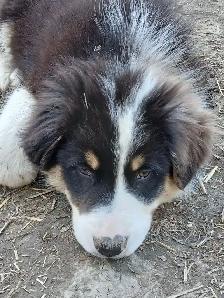 Sweetest Australian Shepherd pup - Photo 6