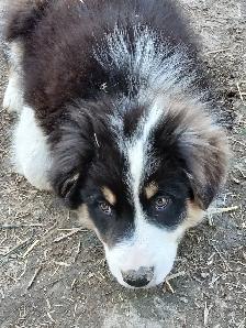 Sweetest Australian Shepherd pup - Photo 7