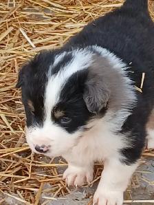 Sweetest Australian Shepherd pup - Photo 8