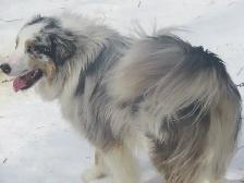 Sweetest Australian Shepherd pup - Photo 9