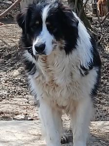 Sweetest Australian Shepherd pup - Photo 10