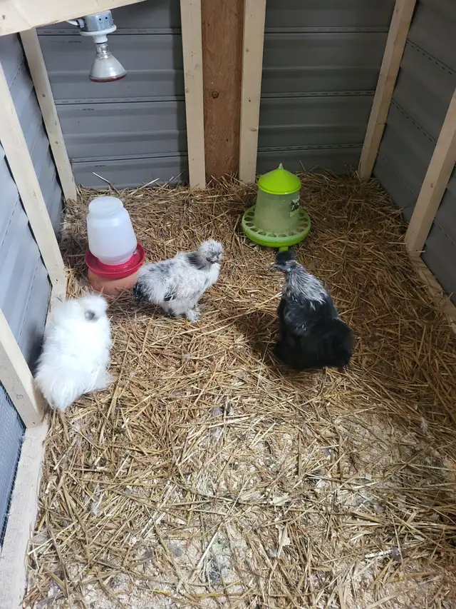 À vendre : 3 poules Soie (2 poules, 1 coq)