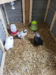 À vendre : 3 poules Soie (2 poules, 1 coq)