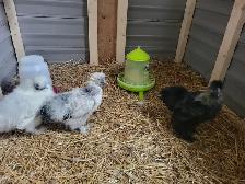 À vendre : 3 poules Soie (2 poules, 1 coq) - Photo 2