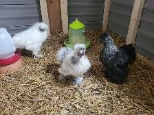 À vendre : 3 poules Soie (2 poules, 1 coq) - Photo 3