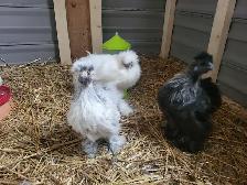 À vendre : 3 poules Soie (2 poules, 1 coq) - Photo 4