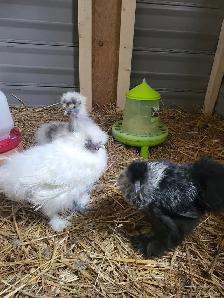 À vendre : 3 poules Soie (2 poules, 1 coq) - Photo 5