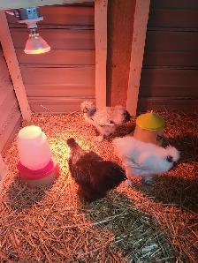 À vendre : 3 poules Soie (2 poules, 1 coq) - Photo 6