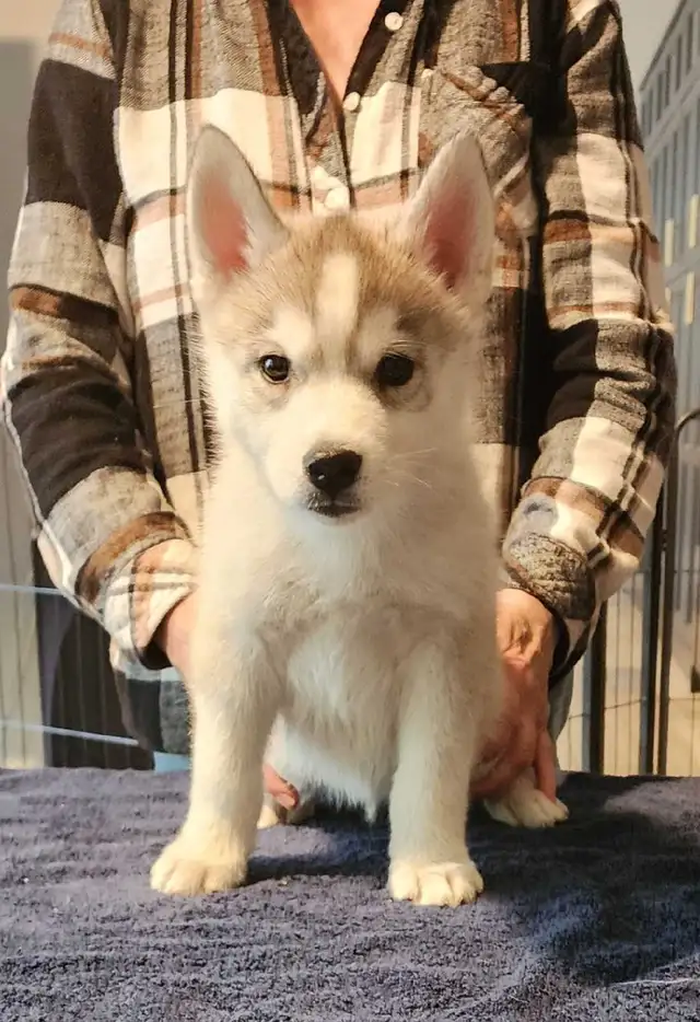 Siberian Husky puppies for sale