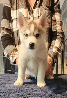 Siberian Husky puppies for sale