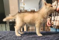 Siberian Husky puppies for sale - Photo 2