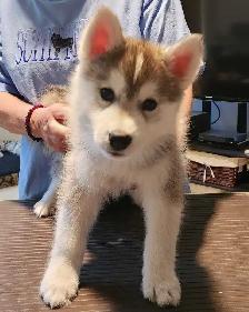 Siberian Husky puppies for sale - Photo 3