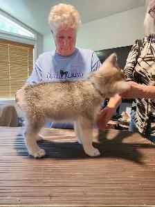 Siberian Husky puppies for sale - Photo 4