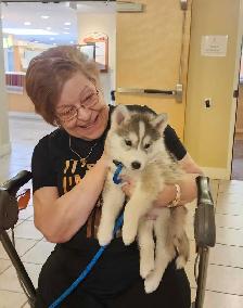 Siberian Husky puppies for sale - Photo 5