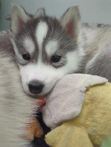Siberian Husky puppies for sale - Photo 6