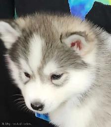 Siberian Husky puppies for sale - Photo 7