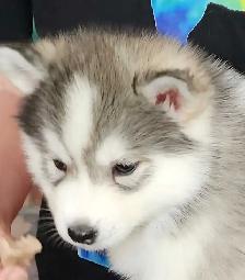 Siberian Husky puppies for sale - Photo 8