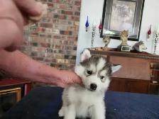 Siberian Husky puppies for sale - Photo 9