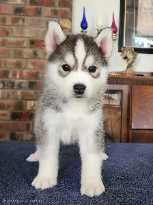 Siberian Husky puppies for sale - Photo 10