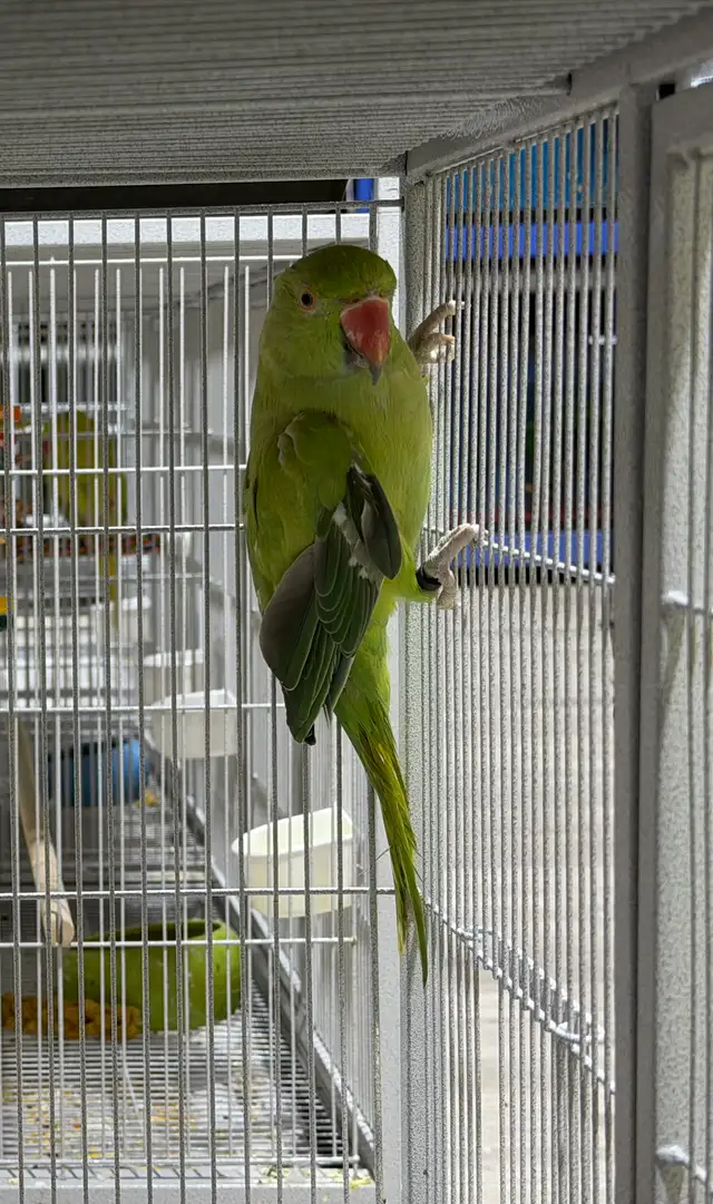Female Green Ringneck (2025 Band)