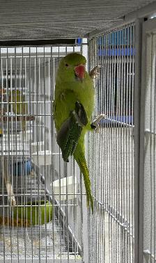 Female Green Ringneck (2025 Band)