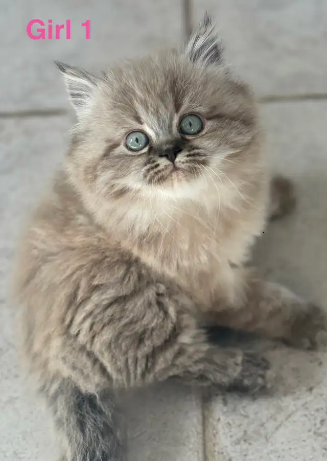 Gorgeous Himalayan Main Coon Kittens
