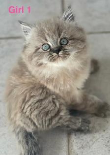 Gorgeous Himalayan Main Coon Kittens
