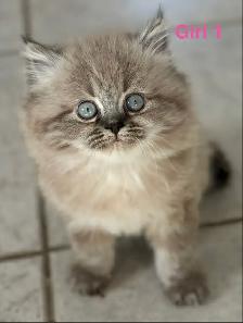 Gorgeous Himalayan Main Coon Kittens - Photo 2