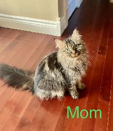 Gorgeous Himalayan Main Coon Kittens - Photo 5