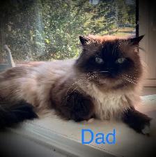 Gorgeous Himalayan Main Coon Kittens - Photo 6